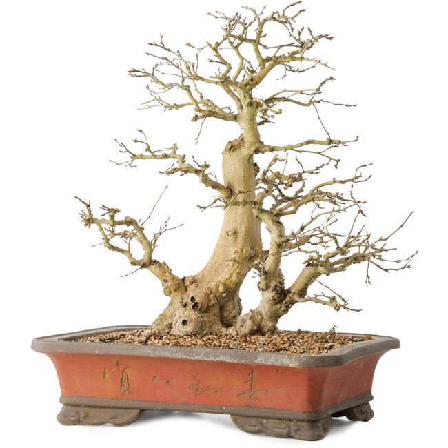 Carpinus coreana, 37 cm, ± 40 ans, avec une base de tronc de 16 cm