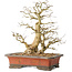 Carpinus coreana, 37 cm, ± 40 years old, with a trunk base of 16 cm