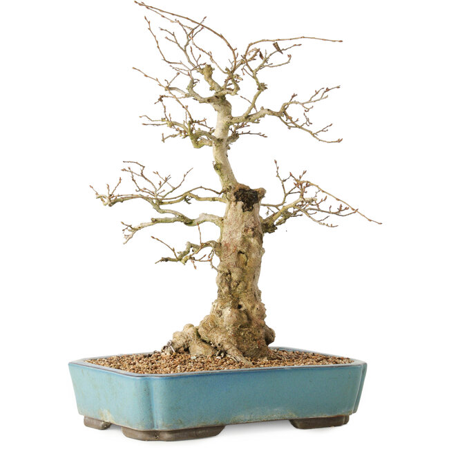 Carpinus coreana, 44 cm, ± 50 anni