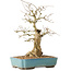 Carpinus coreana, 44 cm, ± 50 ans