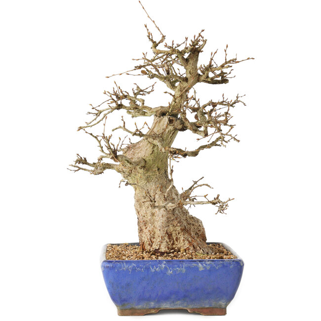 Carpinus coreana, 32 cm, ± 40 jaar oud