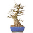 Carpinus coreana, 32 cm, ± 40 jaar oud