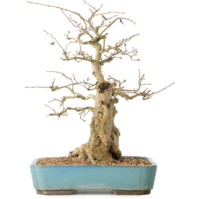 Carpinus coreana, 44 cm, ± 50 ans