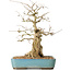 Carpinus coreana, 44 cm, ± 50 ans