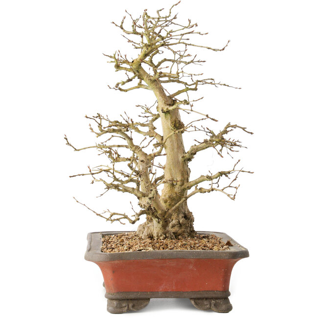 Carpinus coreana, 37 cm, ± 40 Jahre alt, mit einer Stammbasis von 16 cm