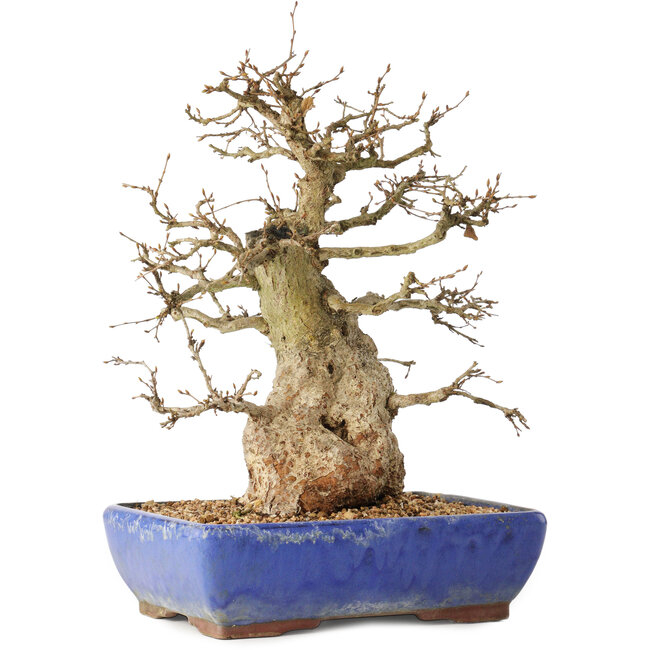 Carpinus coreana, 32 cm, ± 40 years old