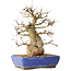 Carpinus coreana, 32 cm, ± 40 ans