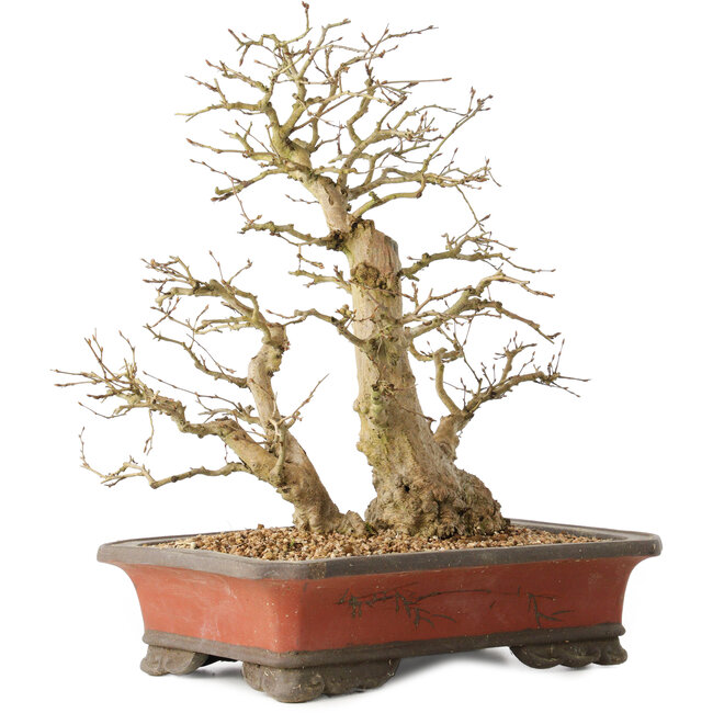 Carpinus coreana, 37 cm, ± 40 ans, avec une base de tronc de 16 cm