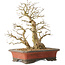 Carpinus coreana, 37 cm, ± 40 years old, with a trunk base of 16 cm