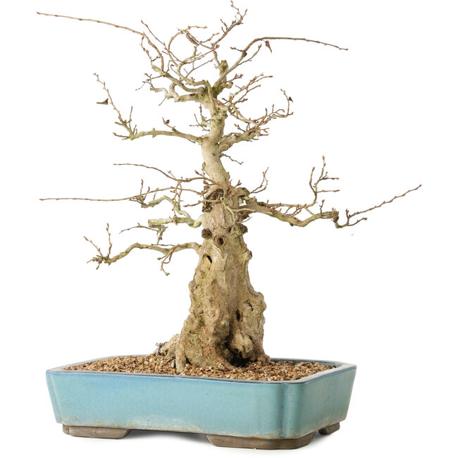 Carpinus coreana, 44 cm, ± 50 anni