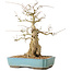 Carpinus coreana, 44 cm, ± 50 ans