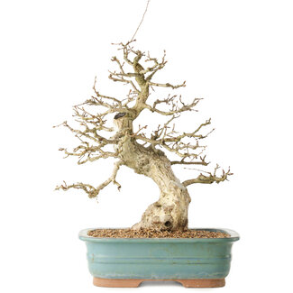 Carpinus coreana, 36 cm, ± 40 jaar oud