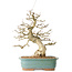 Carpinus coreana, 36 cm, ± 40 Jahre alt
