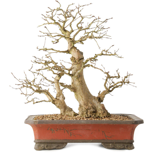 Carpinus coreana, 37 cm, ± 40 Jahre alt, mit einer Stammbasis von 16 cm