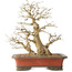 Carpinus coreana, 37 cm, ± 40 years old, with a trunk base of 16 cm