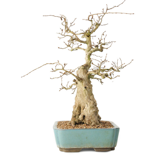 Carpinus coreana, 44 cm, ± 50 ans