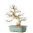 Carpinus coreana, 36 cm, ± 40 jaar oud