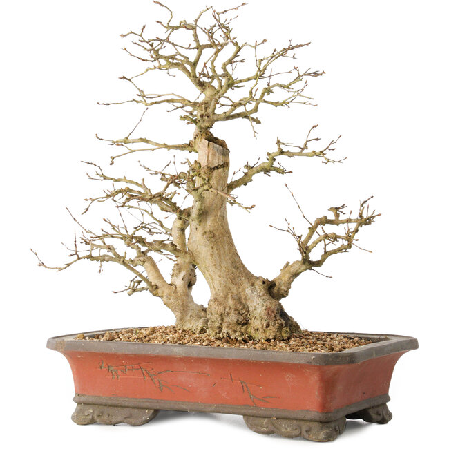 Carpinus coreana, 37 cm, ± 40 jaar oud, met een stambasis van 16 cm