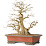 Carpinus coreana, 37 cm, ± 40 years old, with a trunk base of 16 cm
