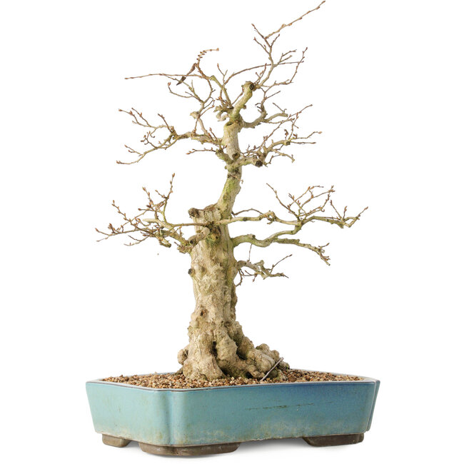 Carpinus coreana, 44 cm, ± 50 Jahre alt