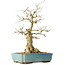 Carpinus coreana, 44 cm, ± 50 ans