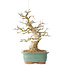 Carpinus coreana, 36 cm, ± 40 jaar oud