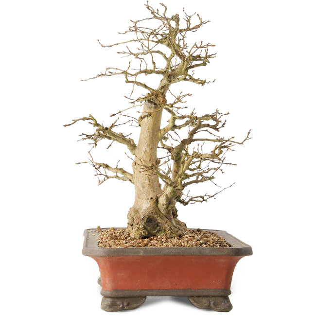 Carpinus coreana, 37 cm, ± 40 jaar oud, met een stambasis van 16 cm