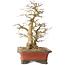 Carpinus coreana, 37 cm, ± 40 years old, with a trunk base of 16 cm