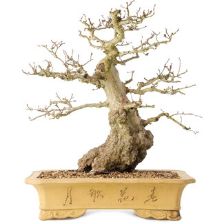 Carpinus coreana, 37 cm, ± 50 jaar oud