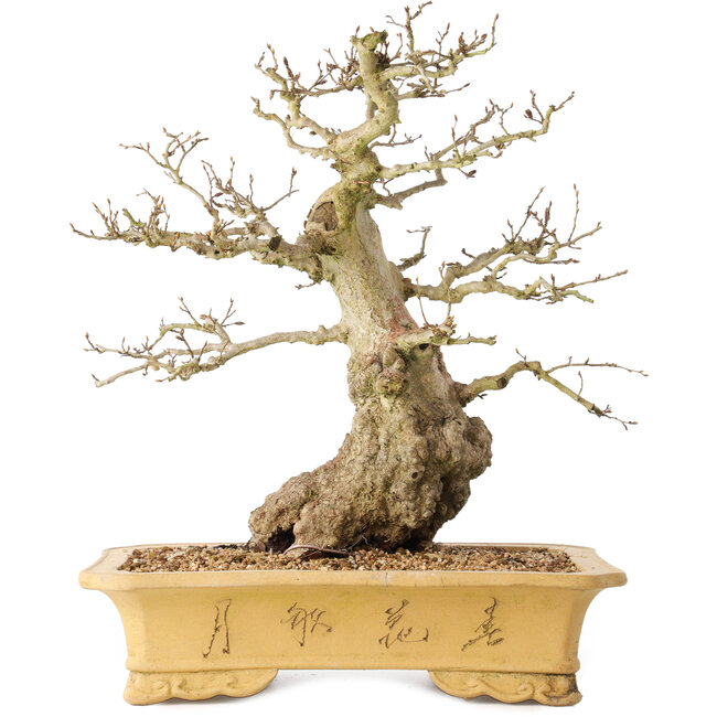 Carpinus coreana, 37 cm, ± 50 jaar oud