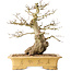 Carpinus coreana, 37 cm, ± 50 jaar oud