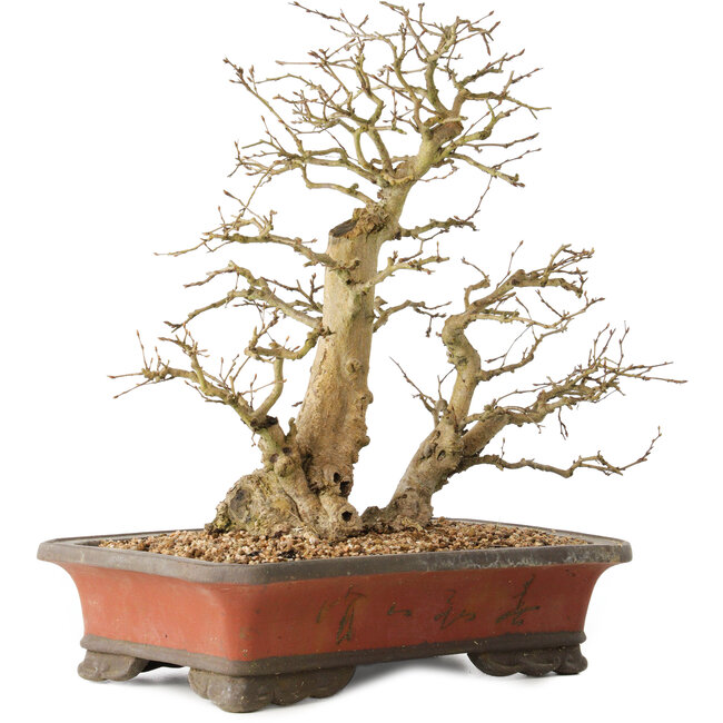 Carpinus coreana, 37 cm, ± 40 jaar oud, met een stambasis van 16 cm