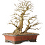 Carpinus coreana, 37 cm, ± 40 years old, with a trunk base of 16 cm