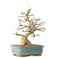 Carpinus coreana, 36 cm, ± 40 Jahre alt