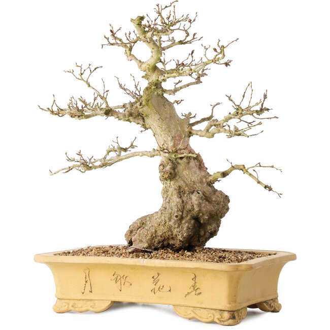 Carpinus coreana, 37 cm, ± 50 años