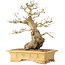 Carpinus coreana, 37 cm, ± 50 Jahre alt
