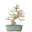 Carpinus coreana, 36 cm, ± 40 Jahre alt