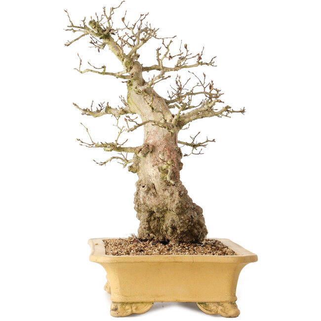 Carpinus coreana, 37 cm, ± 50 ans