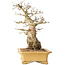 Carpinus coreana, 37 cm, ± 50 jaar oud