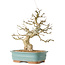 Carpinus coreana, 36 cm, ± 40 jaar oud