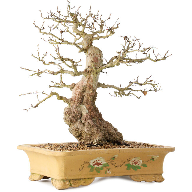 Carpinus coreana, 37 cm, ± 50 Jahre alt