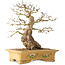 Carpinus coreana, 37 cm, ± 50 Jahre alt