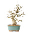Carpinus coreana, 36 cm, ± 40 jaar oud