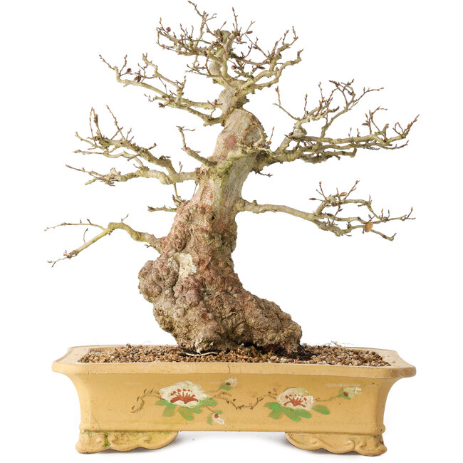 Carpinus coreana, 37 cm, ± 50 ans