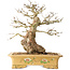 Carpinus coreana, 37 cm, ± 50 jaar oud
