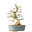 Carpinus coreana, 36 cm, ± 40 jaar oud