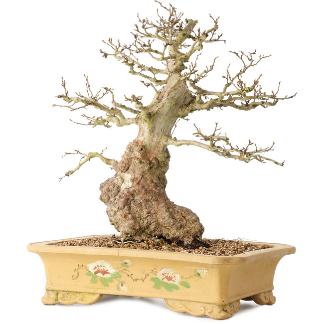 Carpinus coreana, 37 cm, ± 50 Jahre alt