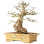 Carpinus coreana, 37 cm, ± 50 jaar oud