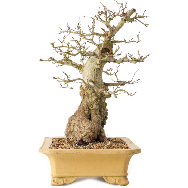 Carpinus coreana, 37 cm, ± 50 years old
