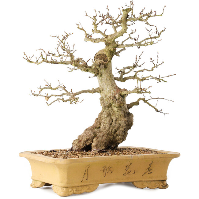 Carpinus coreana, 37 cm, ± 50 Jahre alt